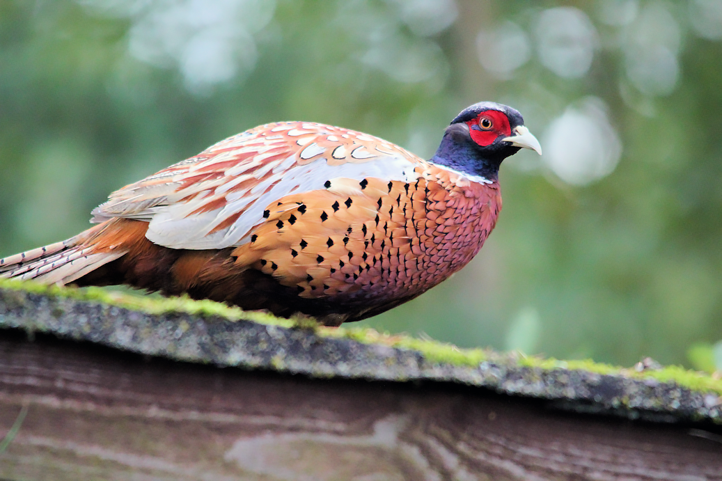 urosfasaani varaston katolla Pekka Kossila
